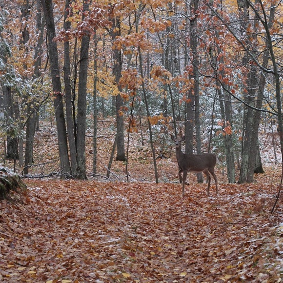 👋 Hi, I’m Susan. Birding beekeeper - Picture 7 of 16
